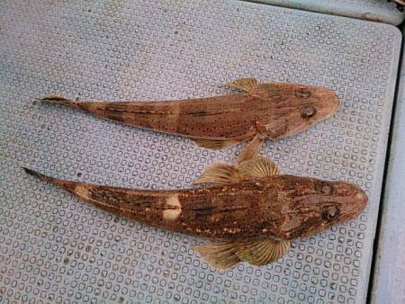 第二常豊丸 釣果