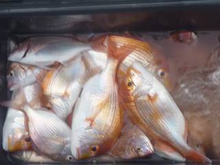 松福丸 釣果