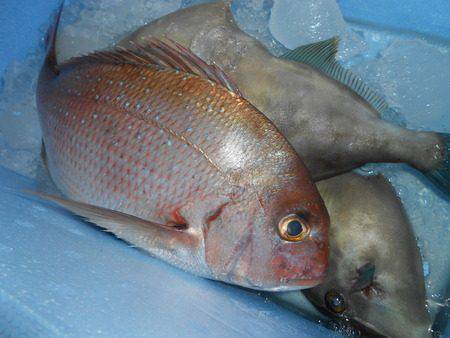 こうゆう丸 釣果