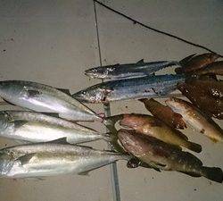 旭星釣りセンター 釣果