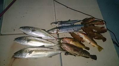 旭星釣りセンター 釣果