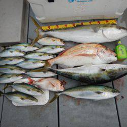 sea boss シーボス 釣果