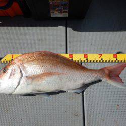 sea boss シーボス 釣果