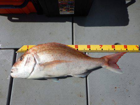 sea boss シーボス 釣果