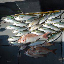 sea boss　シーボス 釣果