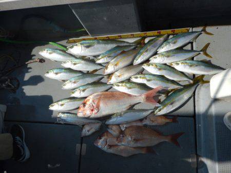 sea boss　シーボス 釣果