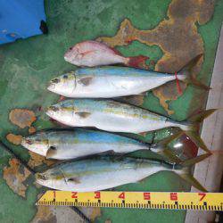 sea boss シーボス 釣果