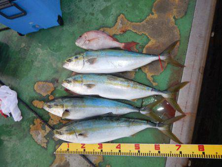 sea boss シーボス 釣果