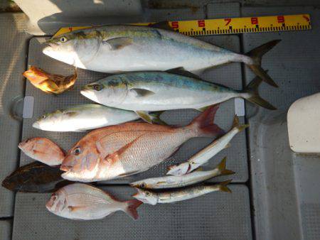 sea boss　シーボス 釣果