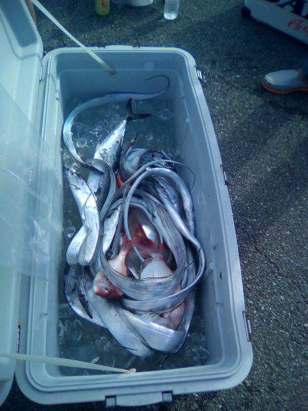 ファイヤードルフィン 釣果