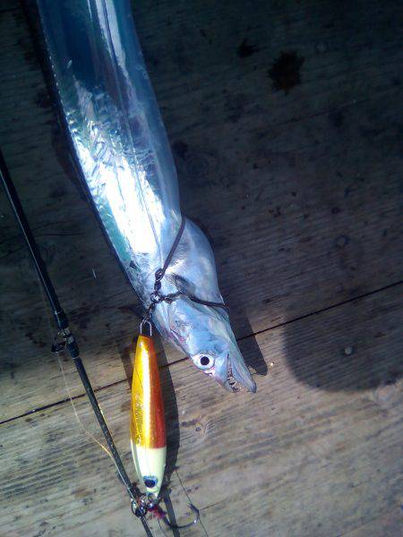 ファイヤードルフィン 釣果