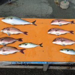 松名瀬フィッシングパーク 釣果