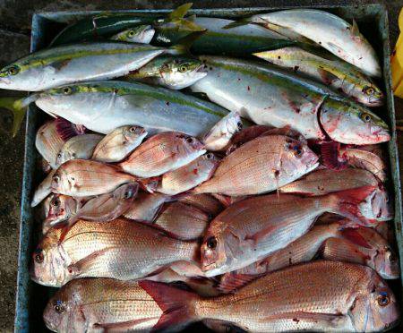 明神釣船 釣果