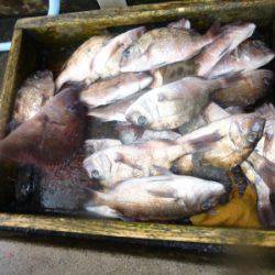 海釣り公園みかた 釣果