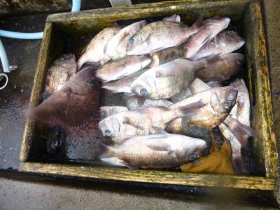 海釣り公園みかた 釣果