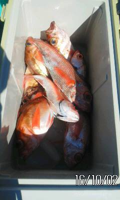 モンロー号 釣果