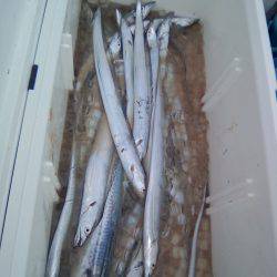 ファイヤードルフィン 釣果