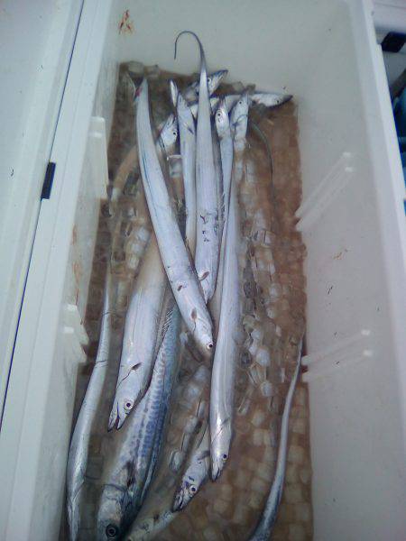 ファイヤードルフィン 釣果