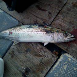 ファイヤードルフィン 釣果