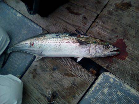 ファイヤードルフィン 釣果