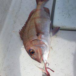 マタウマリンサービス 釣果