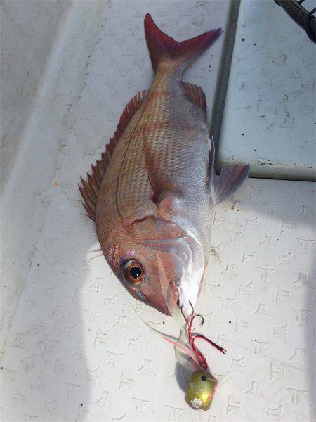 マタウマリンサービス 釣果