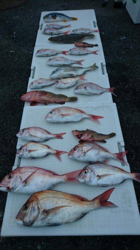 オーフリー 釣果