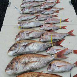 オーフリー 釣果