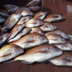 飛燕さくら丸 釣果