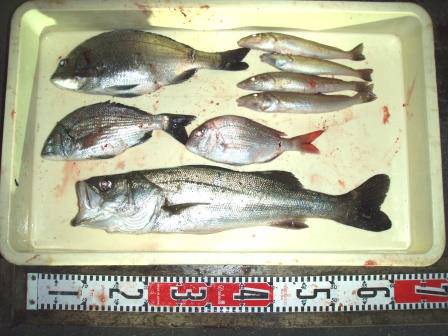 朝日丸 釣果