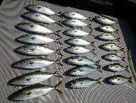 オーシャンマスター 釣果