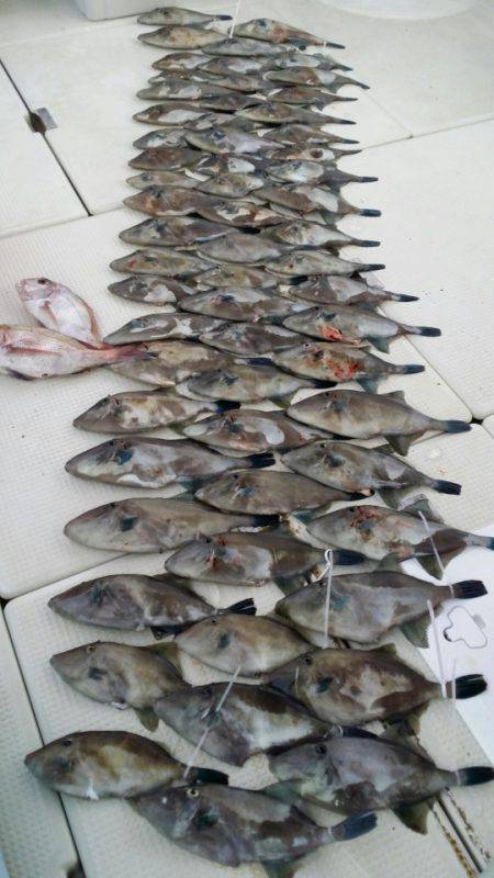 オーフリー 釣果