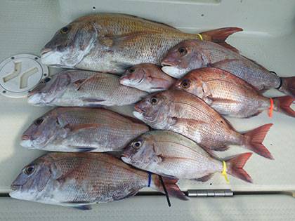 松本釣船２ 釣果