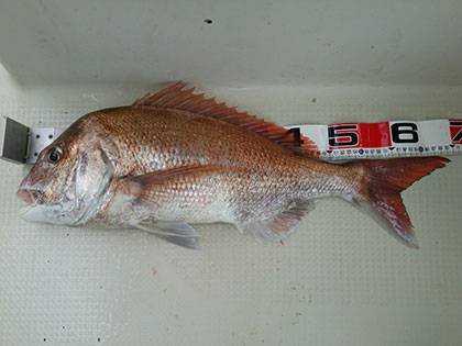 松本釣船2 釣果