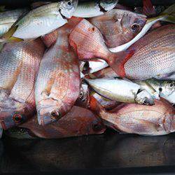 松本釣船2 釣果