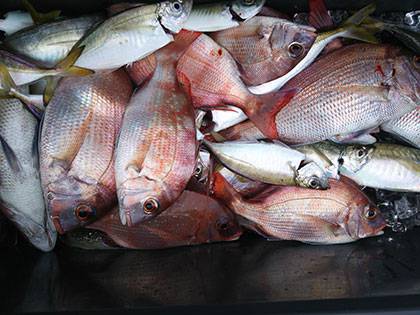 松本釣船２ 釣果