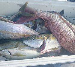 海龍丸(福岡) 釣果