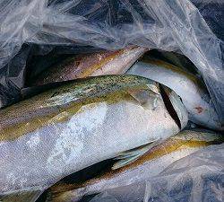 海龍丸(福岡) 釣果