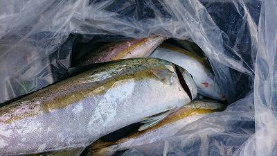 海龍丸(福岡) 釣果