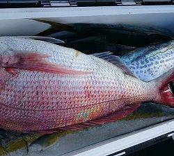 海龍丸(福岡) 釣果