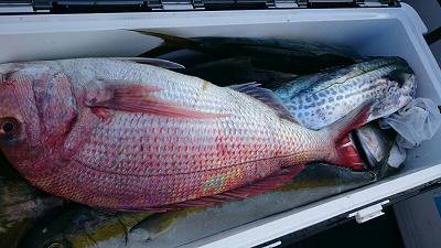 海龍丸(福岡) 釣果