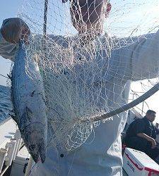 海龍丸(福岡) 釣果