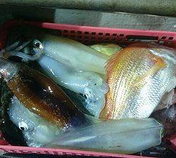 海龍丸(福岡) 釣果