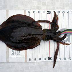 フルコンタクト 釣果