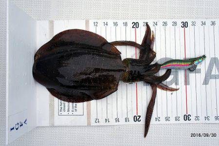 フルコンタクト 釣果