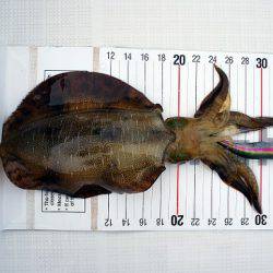 フルコンタクト 釣果