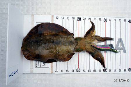 フルコンタクト 釣果