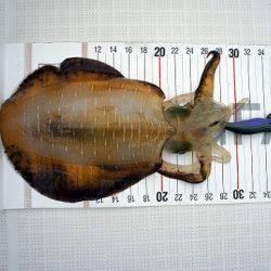 フルコンタクト 釣果