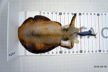 フルコンタクト 釣果