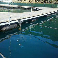 フィッシングパーク錦 釣果